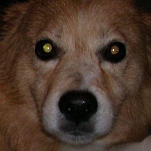 Meet your Posher, Wanda